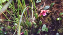 Pflanzen im Aquarium Flussufer des Riacho dos Macacos