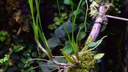 Pflanzen im Aquarium Flussufer des Riacho dos Macacos