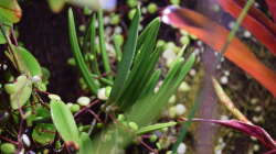 Dendrobium wassellii