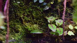 Pflanzen im Aquarium Flussufer des Riacho dos Macacos