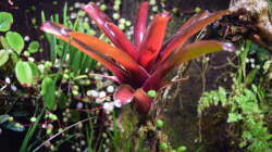 Neoregelia Fireball