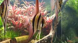 Auge in Auge mit Altums