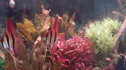 2 der Altums im Sonnenaufgang