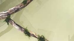 Javamoos auf Wurzel mit Superkleber angeklebt