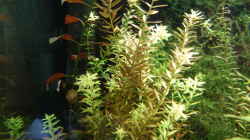 Pflanzen im Aquarium Regenbogenfische