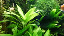 Pflanzen im Aquarium Regenbogenfische