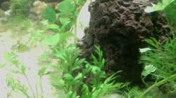 Dekoration im Aquarium Jannik sein Becken