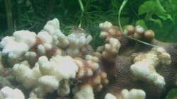 Dekoration im Aquarium Jannik sein Becken