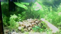 Aquarium Jannik sein Becken