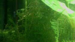 Pflanzen im Aquarium Jannik sein Becken