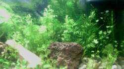 Dekoration im Aquarium Jannik sein Becken