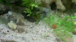 Dekoration im Aquarium Jannik sein Becken