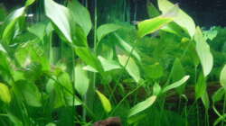 Pflanzen im Aquarium Family Relaxpoint