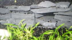 Pflanzen im Aquarium Family Relaxpoint