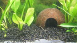 halbe Kokosnussschale