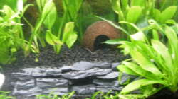 Dekoration im Aquarium Family Relaxpoint