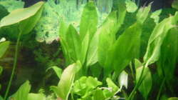 Pflanzen im Aquarium Family Relaxpoint