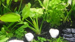 Pflanzen im Aquarium Family Relaxpoint