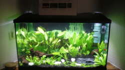 Pflanzen im Aquarium Family Relaxpoint