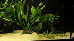 Rechte Beckenhälfte