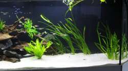 Aquarium Südamerika-Becken (Zu Verkaufen)