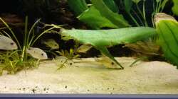 Geophagus Tapajos Red Head F2 NZ