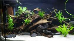 Aquarium Südamerika-Becken (Zu Verkaufen)