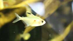 Fahnenkirschflecksalmler