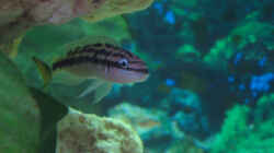 Julidochromis Ornatus `Kapampa`