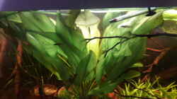 Pflanzen im Aquarium Größenkompromiss (Provisorium)