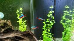 Rechts und im Hintergrund: Bacopa australis