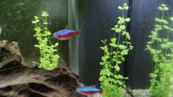 Rechts und im Hintergrund: Bacopa australis
