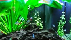 Rechts und im Hintergrund: Bacopa australis
