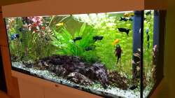 Aquarium Baco columbianus