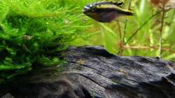 Besatz im Aquarium Baco columbianus