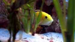 Gelber Labidochromis / Yellow hat das Maul voll! 5.4.07