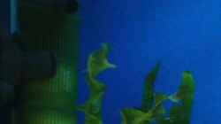 Technik im Aquarium Becken 362