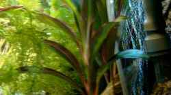 Pflanzen im Aquarium Becken 3622