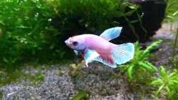 Merlin geb. 07.04.18