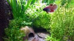 rechte Seite mit Merlin 09.01.19