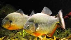 Teenager mit ca 25 cm. 