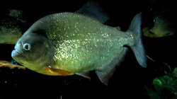 Besatz im Aquarium Piranha-Habitat