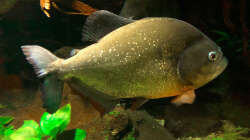 Pygocentrus Cariba, 35 cm, 5 Jahre. 