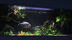 Blick auf Bepflanzung in der Mitte. 