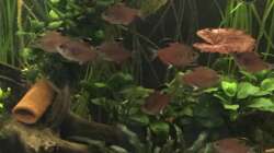 Besatz im Aquarium Südamerika zuhause