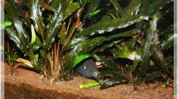 Kuckuck..is ja noch hell draussen!