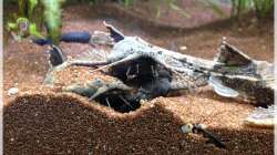 Besatz im Aquarium Elefanten mit Gesellschaft