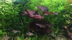 Pflanzen im Aquarium Elefanten mit Gesellschaft