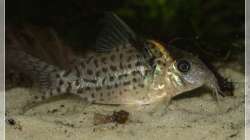 Besatz im Aquarium Elefanten mit Gesellschaft