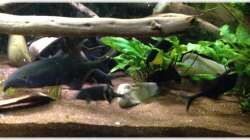 Besatz im Aquarium Elefanten mit Gesellschaft